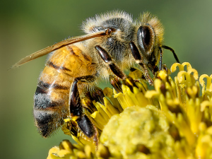 Gathering Pollen - Photo by Frank Zaremba, MNEC