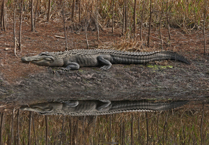 Gator waiting for dinner - Photo by Ron Thomas