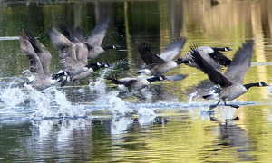 Geese Get Going - Photo by Gary Gianini
