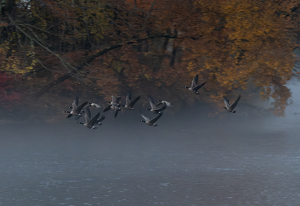 Geese on the Farmington - Photo by Kevin Hulse
