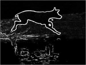 Ghost Dog Running On Water - Photo by Bill Latournes