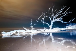 Ghost tree, Jekyll Is. GA - Photo by Richard Provost