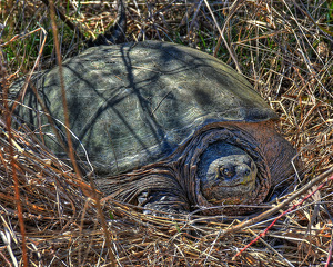 Giant Black Mud Turtle - Photo by Dolph Fusco