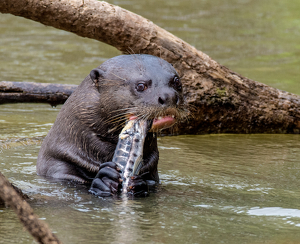 Class A HM: Giant River Otter - enjoying his fish by Susan Case