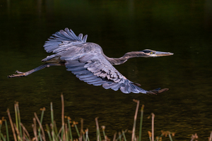 Glen the Blue Heron - Photo by Bill Payne
