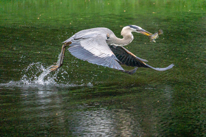 Class A 2nd: Glenn The Heron Does Take Out by Marylou Lavoie
