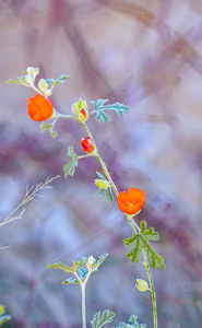 Globemallow Flower - Photo by Jim Patrina