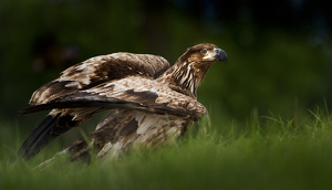 Golden Eagle Fledgling - Photo by Danielle D'Ermo