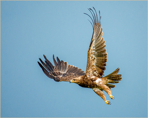Golden Eagle - Photo by Susan Case