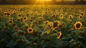 Golden Sunflowers - Photo by Jeff Levesque