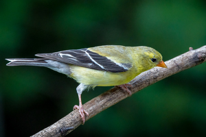 Goldfinch - Photo by Bill Payne