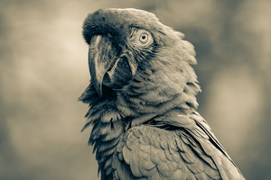 Good side of Macaw - Photo by Aadarsh Gopalakrishna