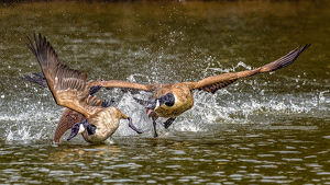 Goose disagreement - Photo by Frank Zaremba, MNEC