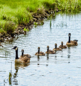 Goose Family Flotilla - Photo by John Straub