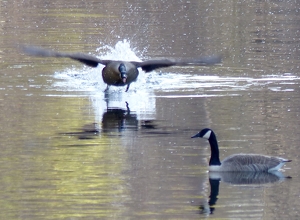 Goose Gets the Gander - Photo by Gary Gianini