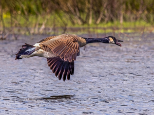 Goose in flight - Photo by Frank Zaremba, MNEC