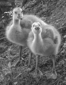 Goslings - Photo by Merle Yoder
