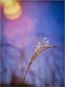 Grass seed head in the sun - Photo by Frank Zaremba, MNEC