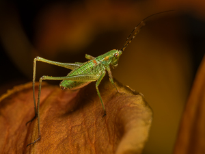 Grasshopper on mushroom - Photo by Frank Zaremba, MNEC