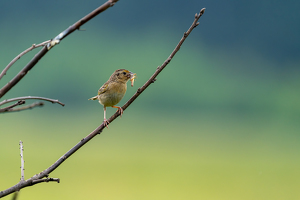 Grasshopper sparrow for a reason - Photo by Alison Wilcox