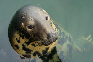 Gray Seal Portrait - Photo by Jeff Levesque