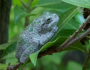 Gray Treefrog - Photo by Bob Ferrante