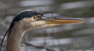 Great Blue Heron keeping watch - Photo by Merle Yoder