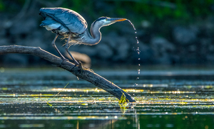 Great Blue Heron Sipping Water - Photo by Libby Lord