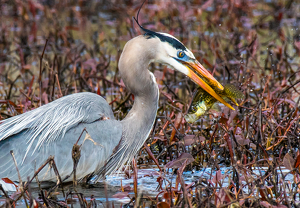 Great Blue Heron w a Big Fish - Photo by Libby Lord