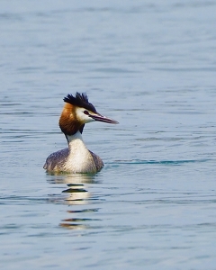 Great Crested Grebe - Photo by Quyen Phan