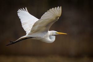 Great Egret in Flight - Photo by Jeff Levesque