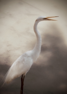 Great Egret - Photo by Quyen Phan