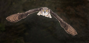 Great Horned Owl in Flight - Photo by Danielle D'Ermo