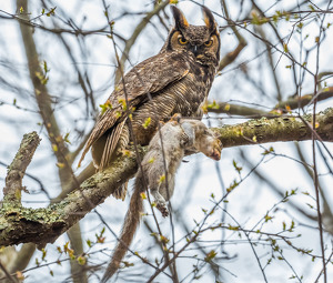 Great Horned Owl w Squirrel - Photo by Libby Lord