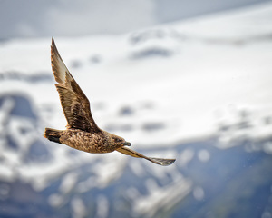 Great Skua in Flight - Photo by John McGarry