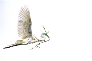 Salon 2nd: Great White Egret in Flight with Nesting Material by Danielle D'Ermo