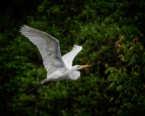 Great White Egret in Flight - Photo by John McGarry
