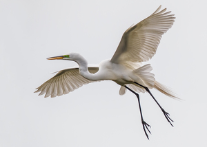 Salon 1st: Great White Egret in Flight by Susan Poirier