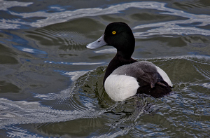 Greater Scaup - Photo by Ben Skaught