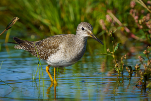 Greater Yellowlegs - Photo by Jeff Levesque