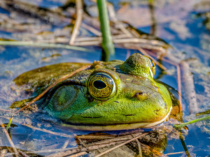 Green Frog - Photo by Frank Zaremba, MNEC