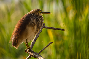 Green Heron - Mysore, India by Aadarsh Gopalakrishna