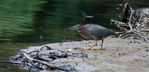 Green Heron on the Hunt - Photo by Benjamin Mcneill