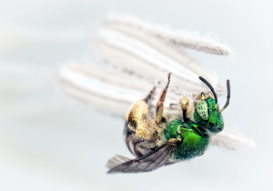 Green Metallic Sweat Bee in a Sacred Datura - Photo by Bert Sirkin