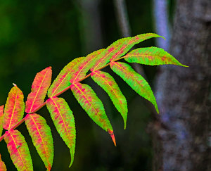 Green Turning Red - Photo by John Straub