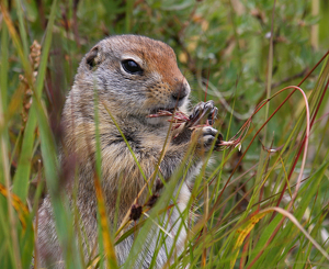 Ground squirrel - Photo by Ron Thomas
