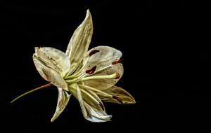 Grunge Lily - Photo by Linda Fickinger