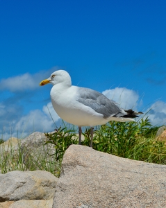 Gull and Stones - Photo by Cheryl Picard