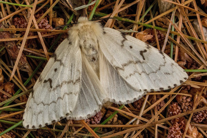 Gypsy Moth - Photo by Bill Latournes