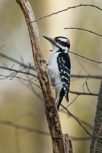 Hairy Woodpecker Portrait - Photo by Jeff Levesque
